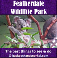 Australia Travel Guide by Backpack & Snorkel showing a koala bear at Featherdale Wildlife Park in Sydney