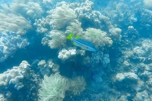 colorful fish at the Great Barrier Reef in Australia