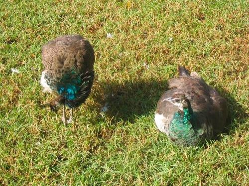 colorful birds at Featherdale Wildlife Park in Sydney, Australia