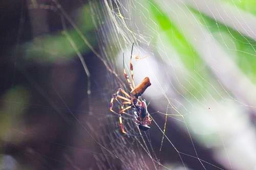 Spider net in a tree on the Monkey River outside Placencia, Belize