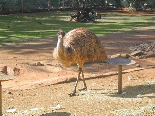 Featherdale Wildlife Park in Sydney, Australia