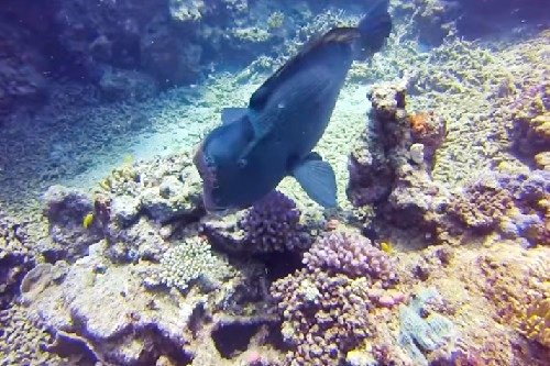 fish at the Great Barrier Reef in Australia