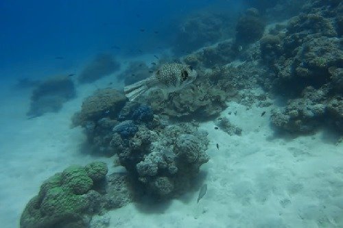 fish at the Great Barrier Reef in Australia