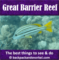 Australia Travel Guide by Backpack & Snorkel showing a fish in the Great Barrier Reef outside Cairns in Australia