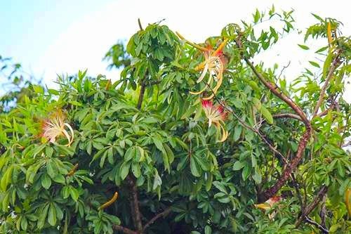 Flowers in a tree on the Monkey River outside Placencia, Belize