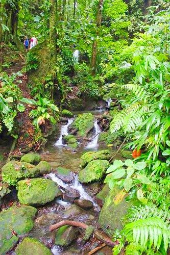 Emerald Pool in Dominica