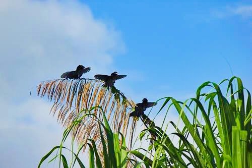 Birds in a tree on the Monkey River outside Placencia, Belize