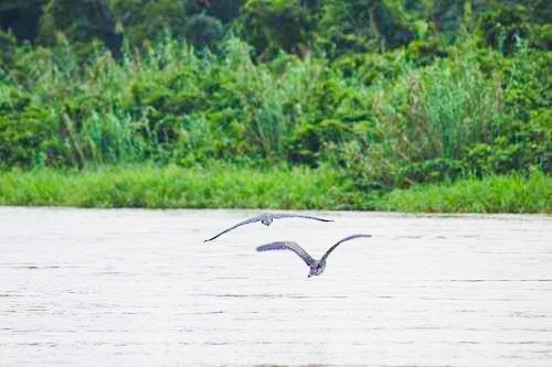 Birds flying over the Monkey River outside Placencia, Belize