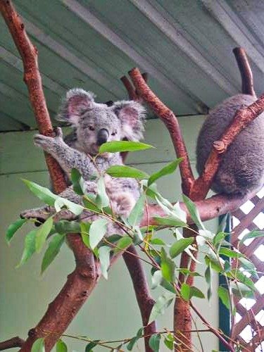 koala bear at Featherdale Wildlife Park in Sydney, Australia