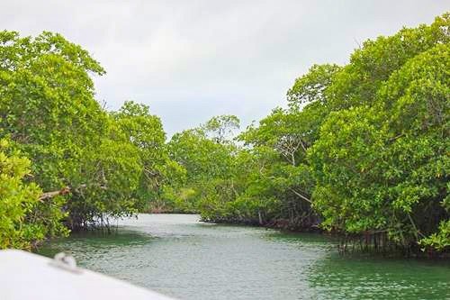 Boat ride in the Land at the mouth of the Monkey River outside Placencia, Belize