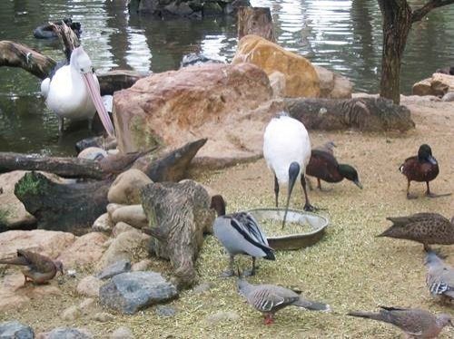 birds at Featherdale Wildlife Park in Sydney, Australia