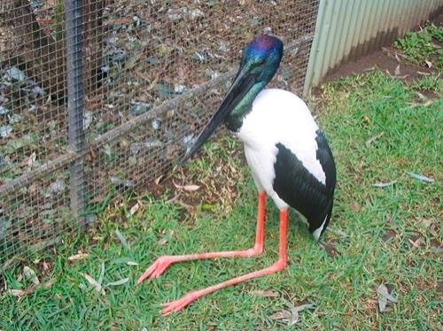 colorful bird at Featherdale Wildlife Park in Sydney, Australia