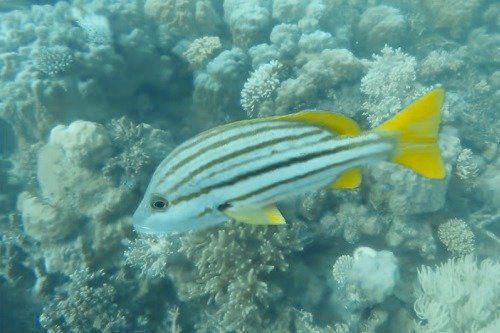 colorful fish at the Great Barrier Reef in Australia