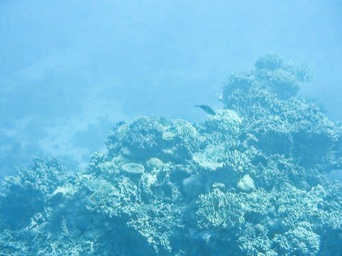 fish seen from the semi-sub at the Great Barrier Reef in Australia