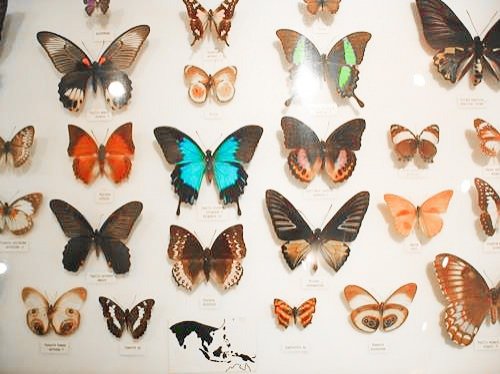 colorful butterflies in the Australian Butterfly Sanctuary in Kuranda, Australia