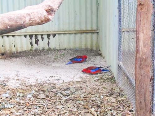 colorful birds at Featherdale Wildlife Park in Sydney, Australia