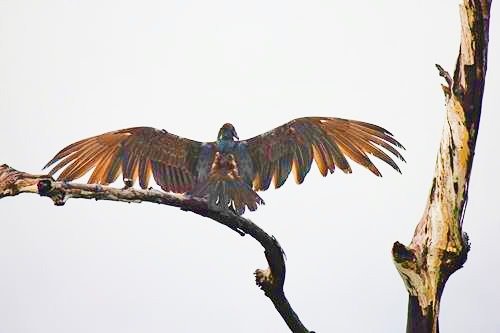 Bird in a tree on the Monkey River outside Placencia, Belize