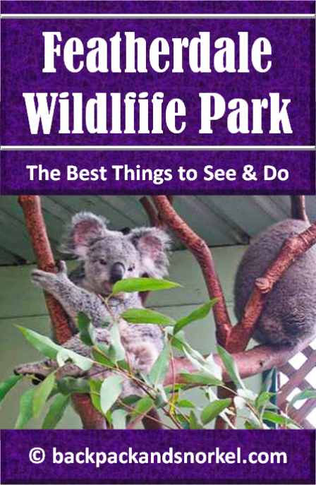 Australia Travel Guide by Backpack & Snorkel showing a koala bear in Featherdale Wildlife Park in Sydney, Australia