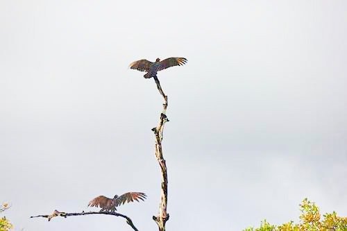 Birds in a tree on the Monkey River outside Placencia, Belize