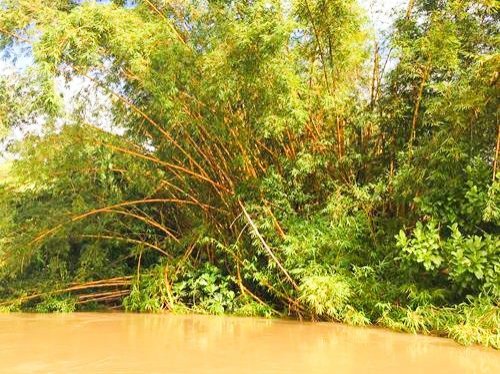 Tree in a muddy part of the Monkey River outside Placencia, Belize