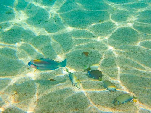 Snorkeling in Grand Turk