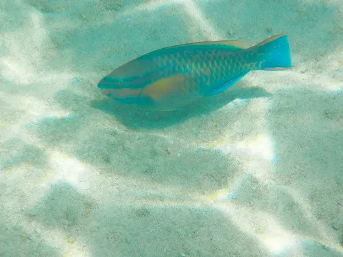 Snorkeling in Grand Turk