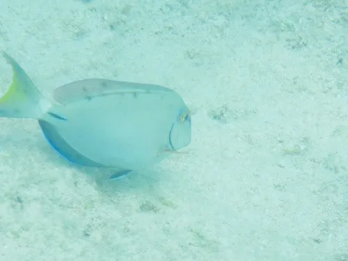 Snorkeling in Grand Turk