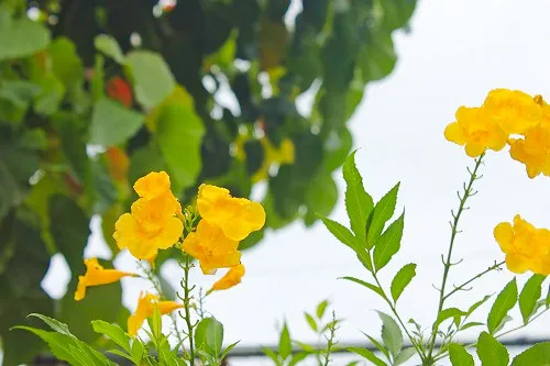 Flowers seen during a Walking tour of La Romana