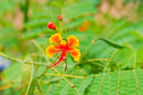 Flowers seen during a Walking tour of La Romana