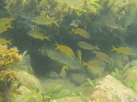 snorkeling at Anse-A-L'Ane in Martinique