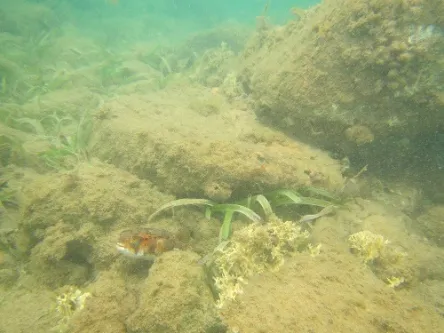 snorkeling at Anse-A-L'Ane in Martinique