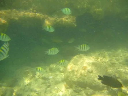 snorkeling at La Caravelle Beach in Guadeloupe