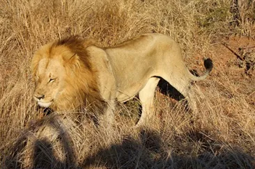 A lion in South Africa's Kruger National Park