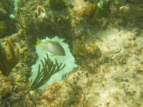 Snorkeling at Crooked Island Lodge on Crooked Island