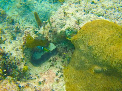 snorkeling at Pitts Town to Gun Bluff beach