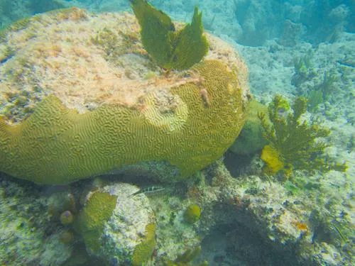 snorkeling at Pitts Town to Gun Bluff beach