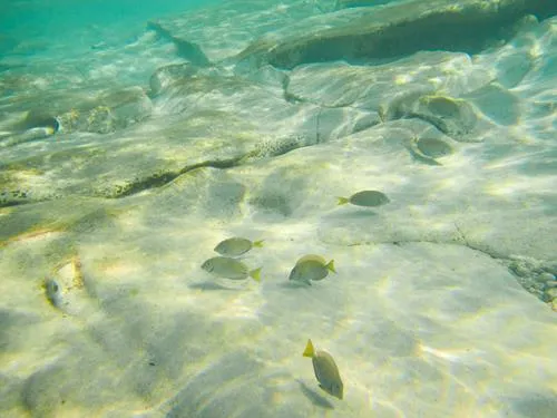 fish seen snorkelingSeahorse Shores Beach on Crooked Island