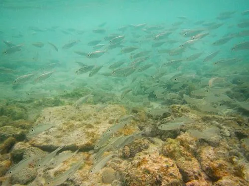 fish seen snorkeling at Seahorse Shores Beach on Crooked Island