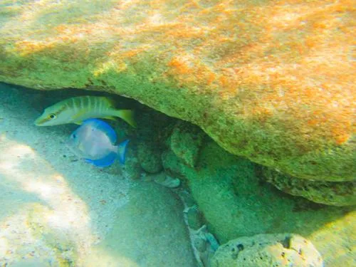 fish seen snorkeling at Seahorse Shores Beach on Crooked Island