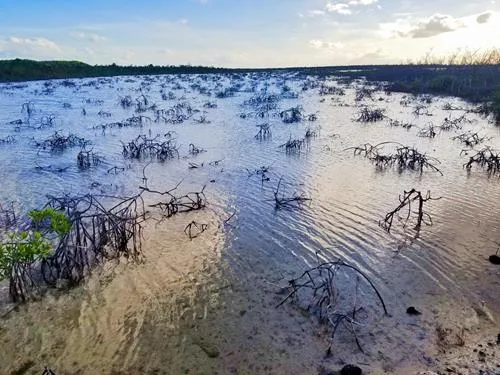 Turtle Sound in Crooked Island