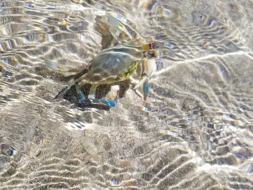 crab at Sandy Beach (Playa Arenosa)
