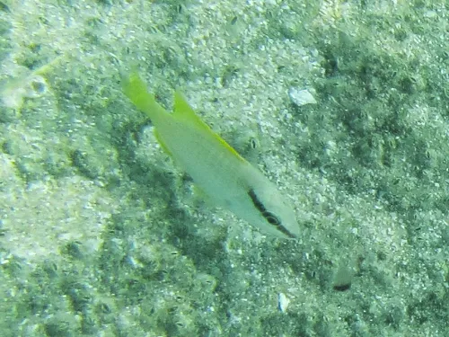 fish seen while snorkeling at Sandy Beach (Playa Arenosa)