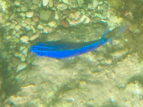 blue fish seen when snorkeling at Playa Piedras Pintas