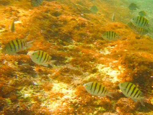 Seargent Major fish seen when snorkeling at Playa Piedras Pintas