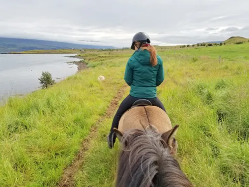 Horse riding at Skjaldarvík Guest House in Akureyri