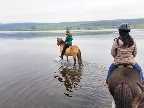 Horse riding at Skjaldarvík Guest House in Akureyri