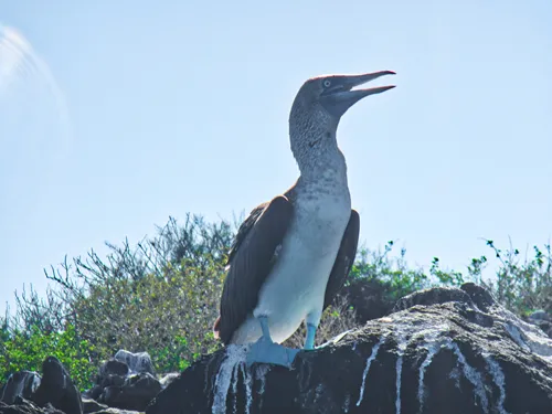 animals and plants of the Galapagos Islands