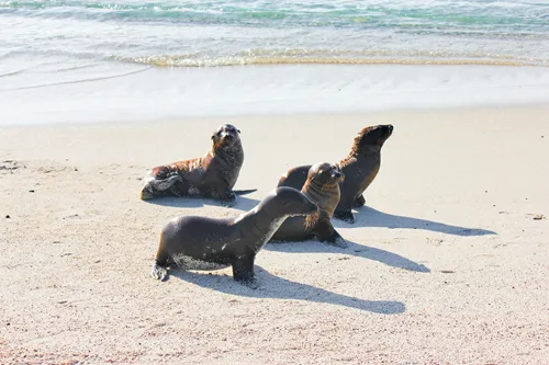 animals of the Galapagos islands