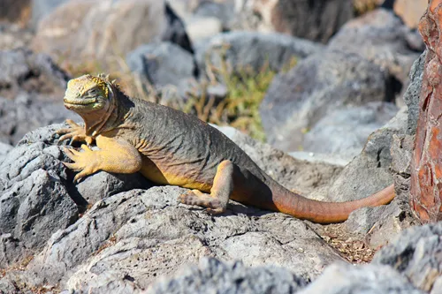 animals and plants of the Galapagos Islands