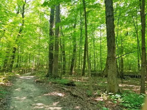 Bailly Chellberg Trail in Indiana Dunes National Park